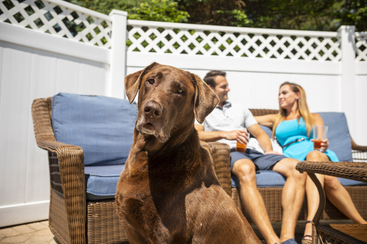 Managing Flea and Tick Infestations: A Homeowner's Guide - Tick And Flea Infestations In Areas With High Lizard Activity